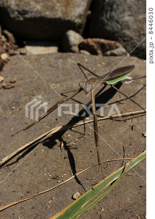 カマキリ 8446030