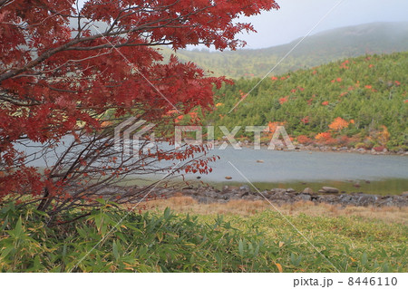 紅葉 紅葉 8446110