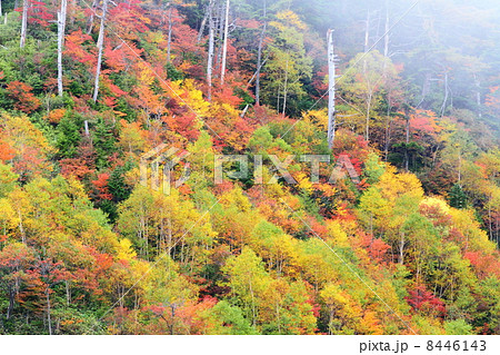 Autumn vision 8446143