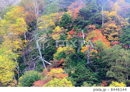 Autumn vision 8446144