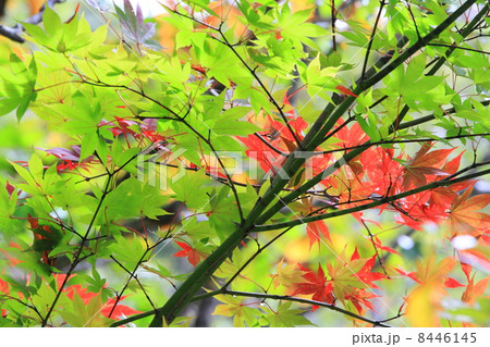 Early　Autumn 8446145