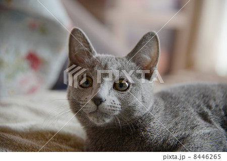 ロシアンブルー 8446265