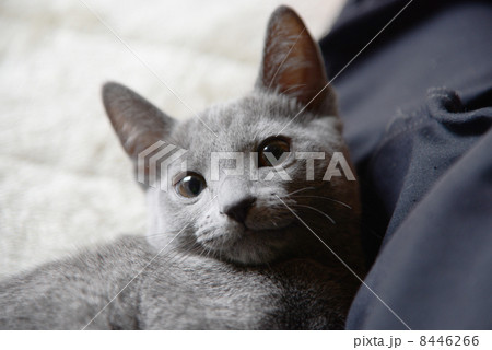 ロシアンブルー ロシアンブルー 8446266