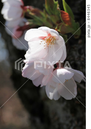 ソメイヨシノ 8446345