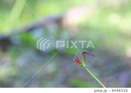 アキアカネ 8446556