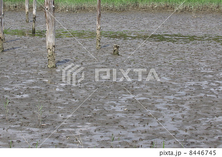 ヤマトオサガニ 8446745