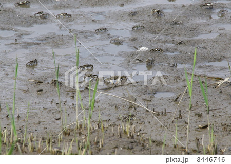 ヤマトオサガニ 8446746
