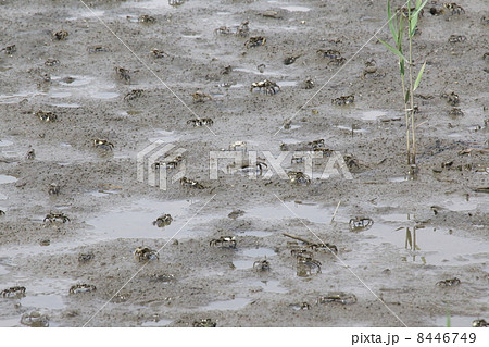 ヤマトオサガニ 8446749