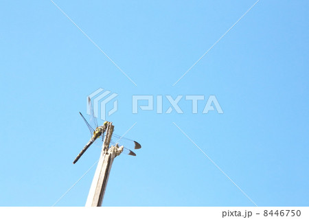 リスアカネ 8446750