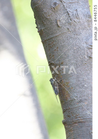 ミンミンゼミ 8446755