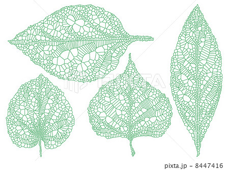 Green Vein Leaves Skeleton Leaf Silhouette のイラスト素材