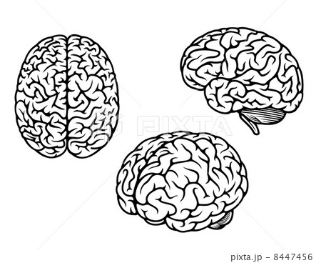 Human brain in three planes 8447456