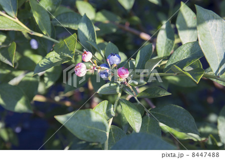 ブルーベーリーのピンク実と紫の実の木の写真素材