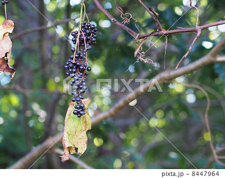 山ぶどう 山ぶどう 8447964