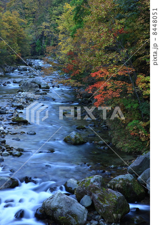 賀老の滝下流の紅葉 8448051