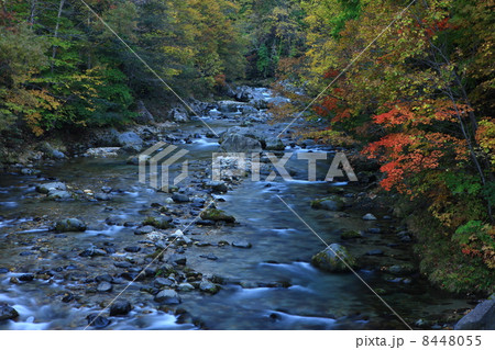 賀老の滝下流の紅葉 賀老の滝下流の紅葉 8448055
