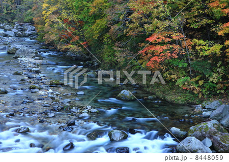賀老の滝下流の紅葉 8448059