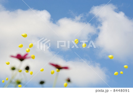 風船とコスモスの花（昭和記念公園開園３０周年記念行事） 8448091