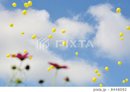 風船とコスモスの花（昭和記念公園開園３０周年記念行事） 8448092