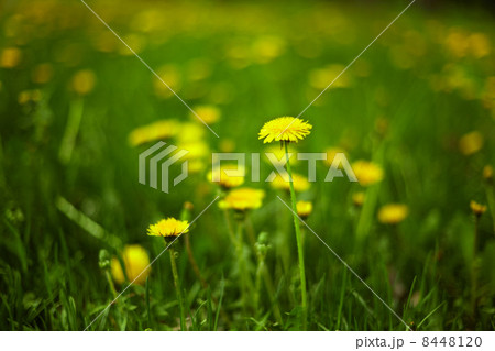 Dandelions on the lawn, shallow depth of field 8448120