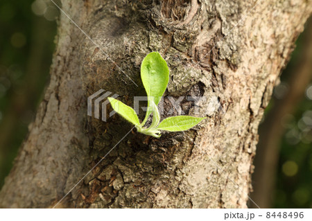 small green leaf on trunk of large tree at spring in woods, brow 8448496