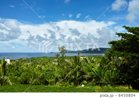 天然記念物のヤエヤマヤシの群落 8450804