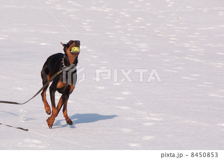 雪の上を走るドーベルマン 8450853