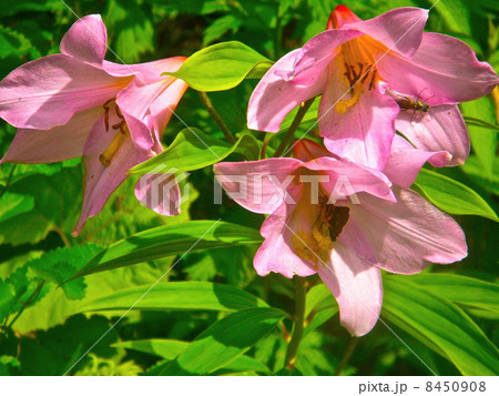 オトメユリ（ヒメサユリ） 8450908