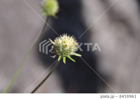 マツムシソウの実 8450961