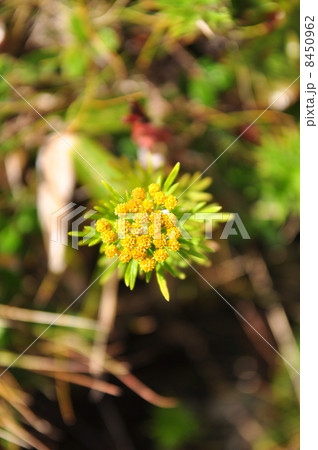 イワインチン 8450962