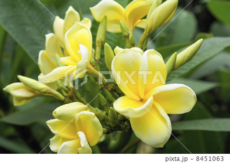 プリメリア 花 プリメリア 花 8451063