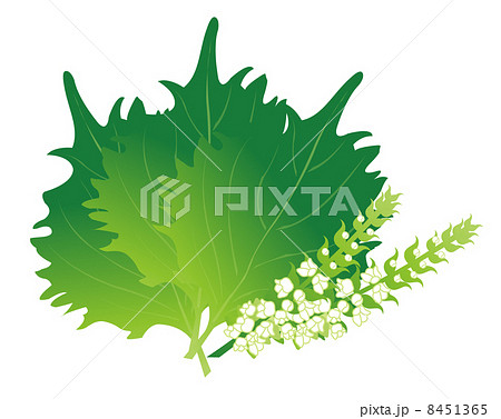 紫蘇の葉のイラスト素材