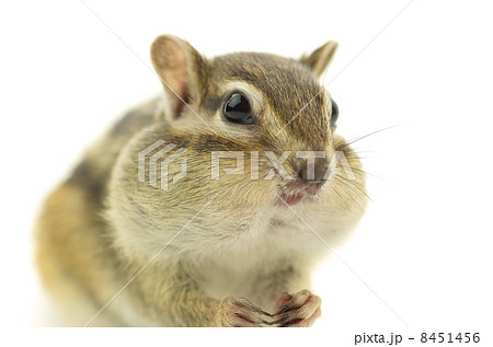 頬張るシマリス 8451456