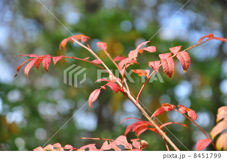 ナナカマドの紅葉した葉 8451799