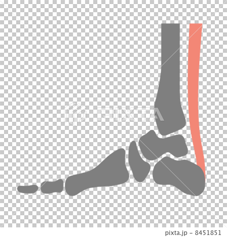Foot bone Foot bone 8451851