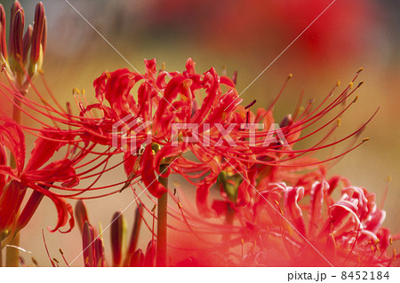 彼岸花 8452184