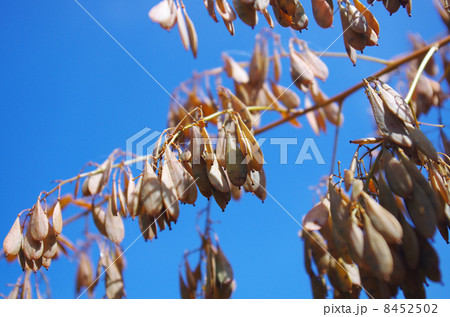 竹似草のタネ 8452502