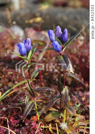秋田駒ケ岳のエゾオヤマリンドウ 8452503