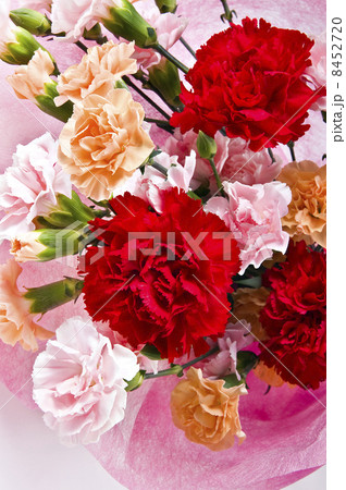 カーネーション 8452720