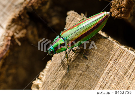 産卵玉虫 8452759