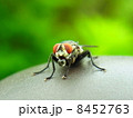 ハエ 8452763