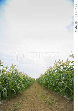 とうもろこし畑 8452795