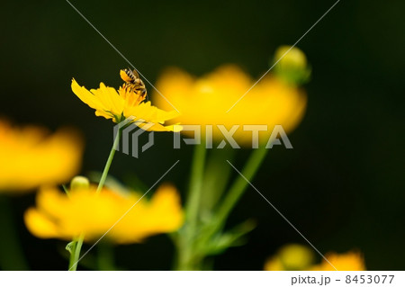 蜂とキバナコスモス 8453077