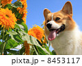 ひまわりとコーギー 8453117
