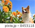 ひまわりとコーギー 8453118