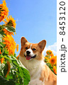 コーギーとひまわり 8453120
