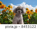 向日葵とプードル 8453122