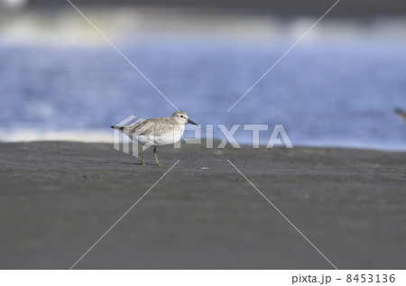 コオバシギ 8453136