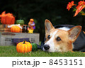 ハロウィンのコーギー 8453151