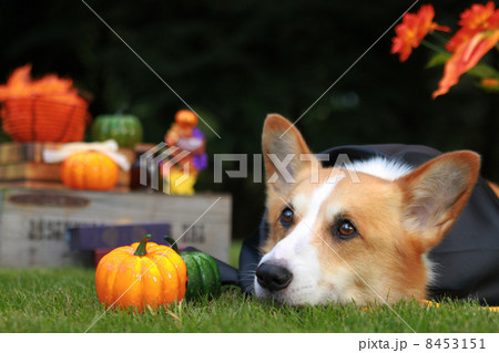 ハロウィンのコーギー 8453151